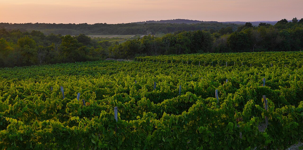 Vineyards in Istria · regional landscape